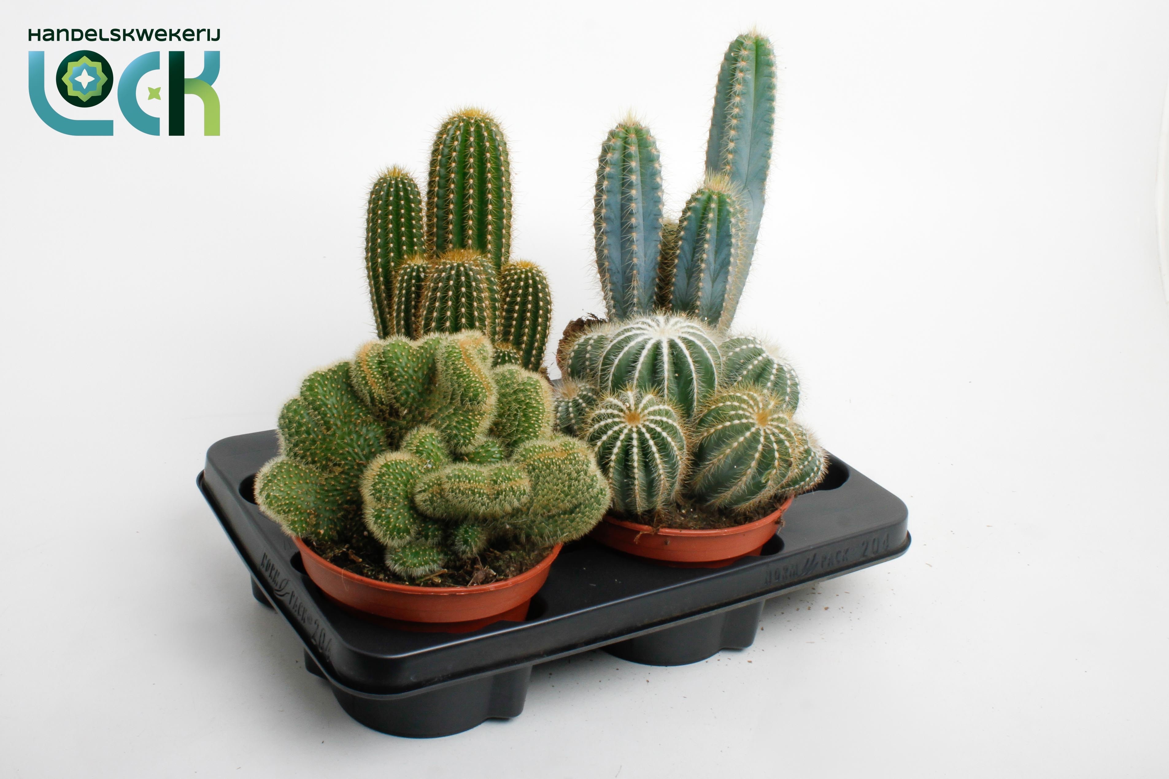 Cactus Gem 3 Srt 15Ø 20cm