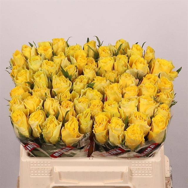 Rosa Good Times 35cm