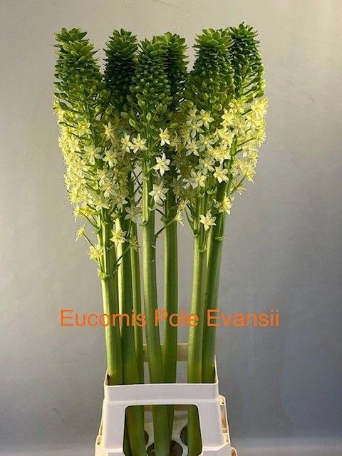 Eucomis P-e Goliath