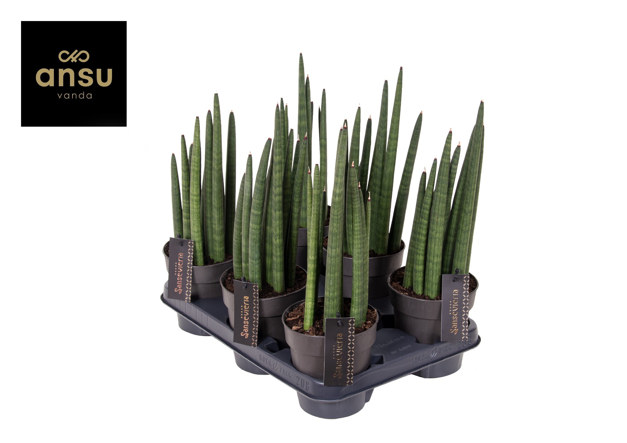 Picture of Sansevieria Mohawk P12 28CM