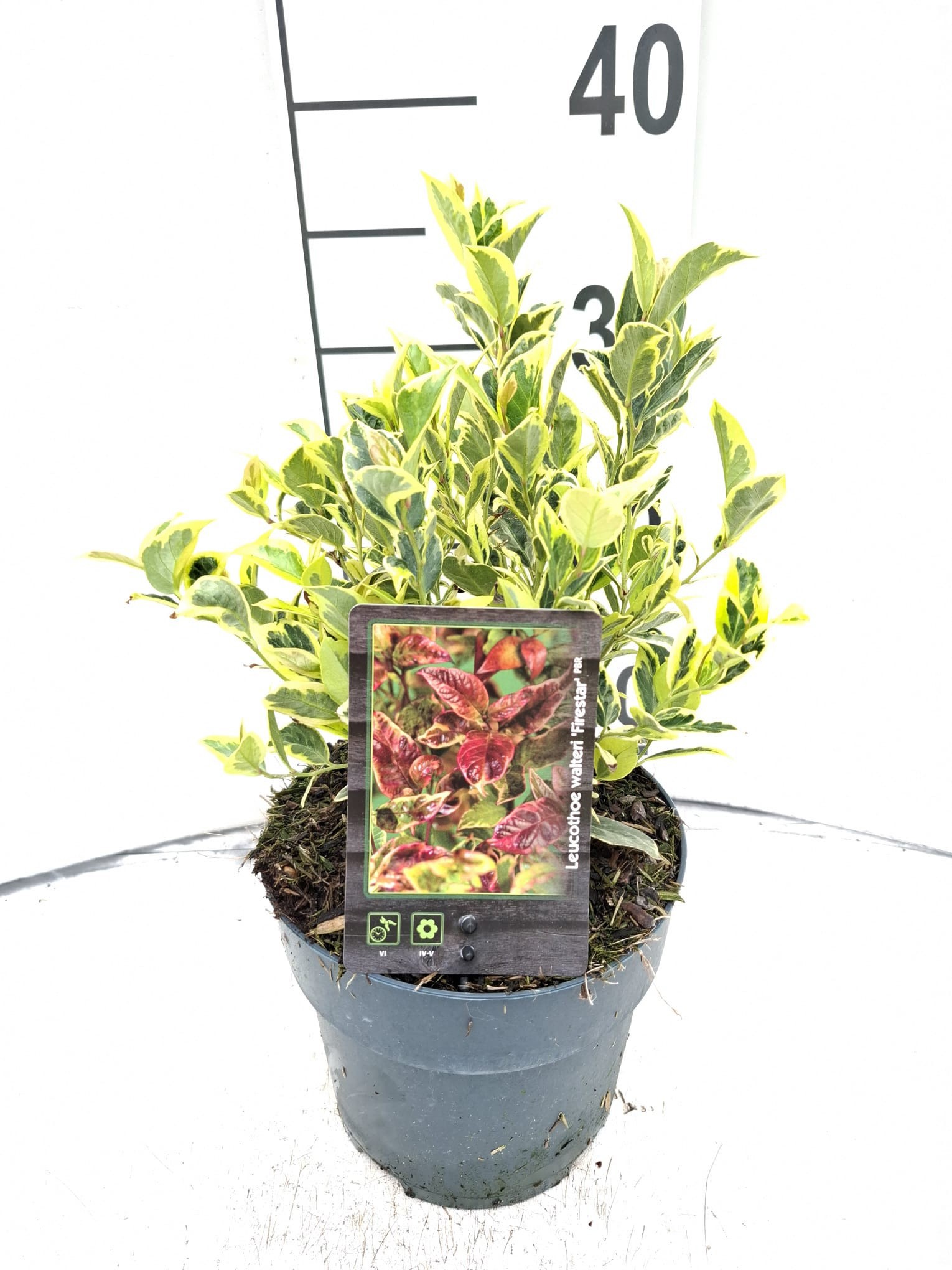 Leucothoe Firestar ('Rant01')