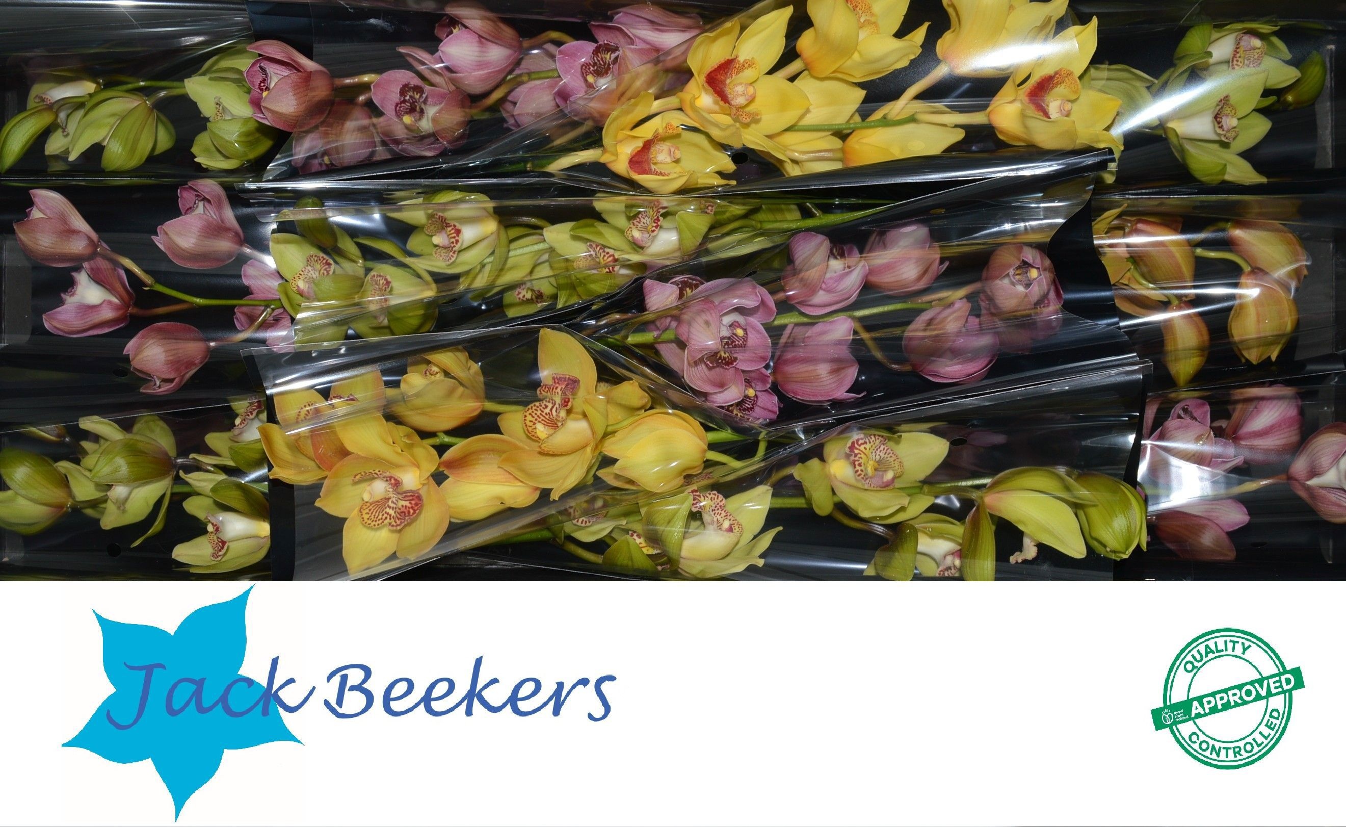 Cymbidium Asst 5bl