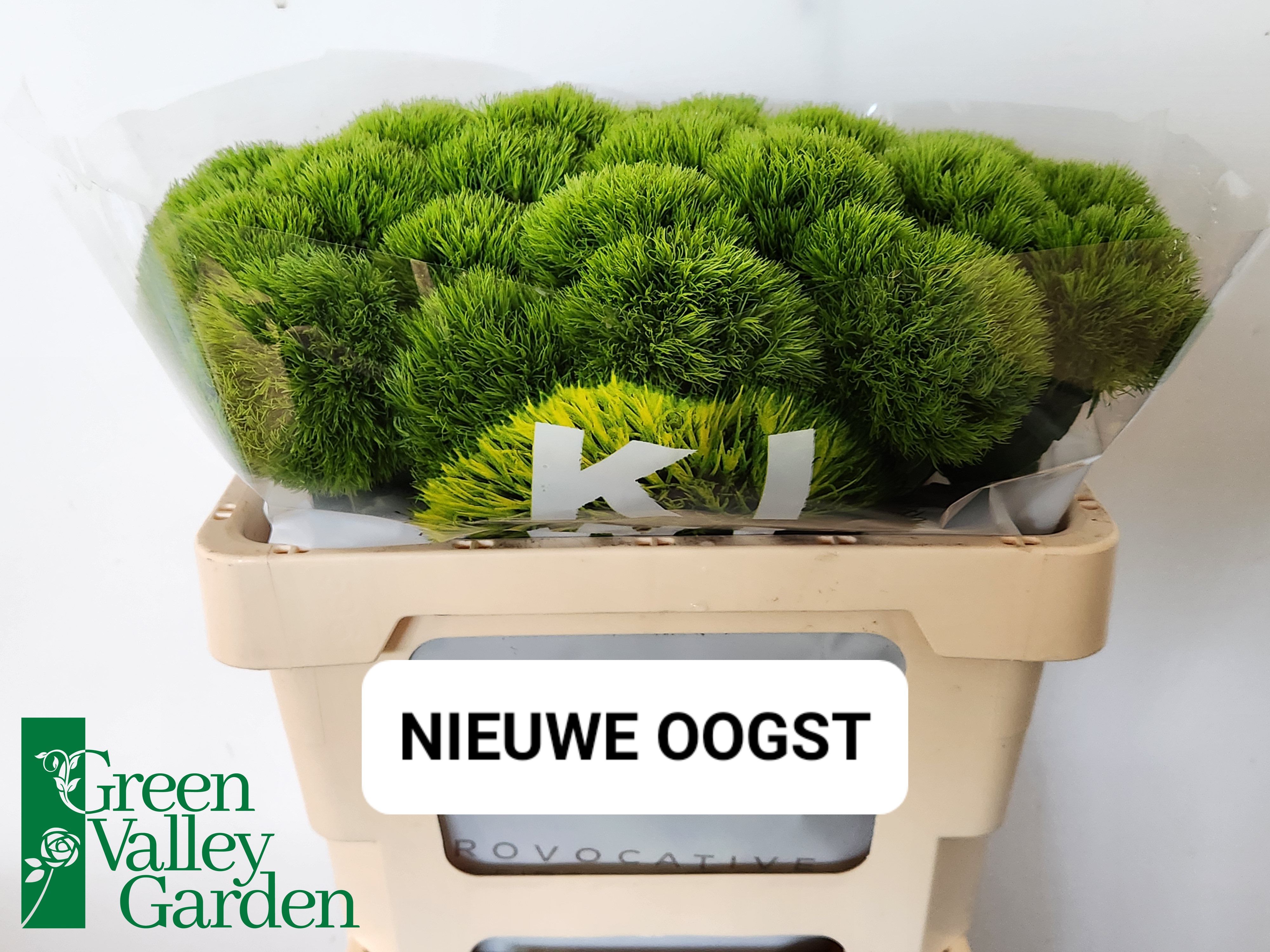Dianthus Barb Kiwi Mellow 50cm