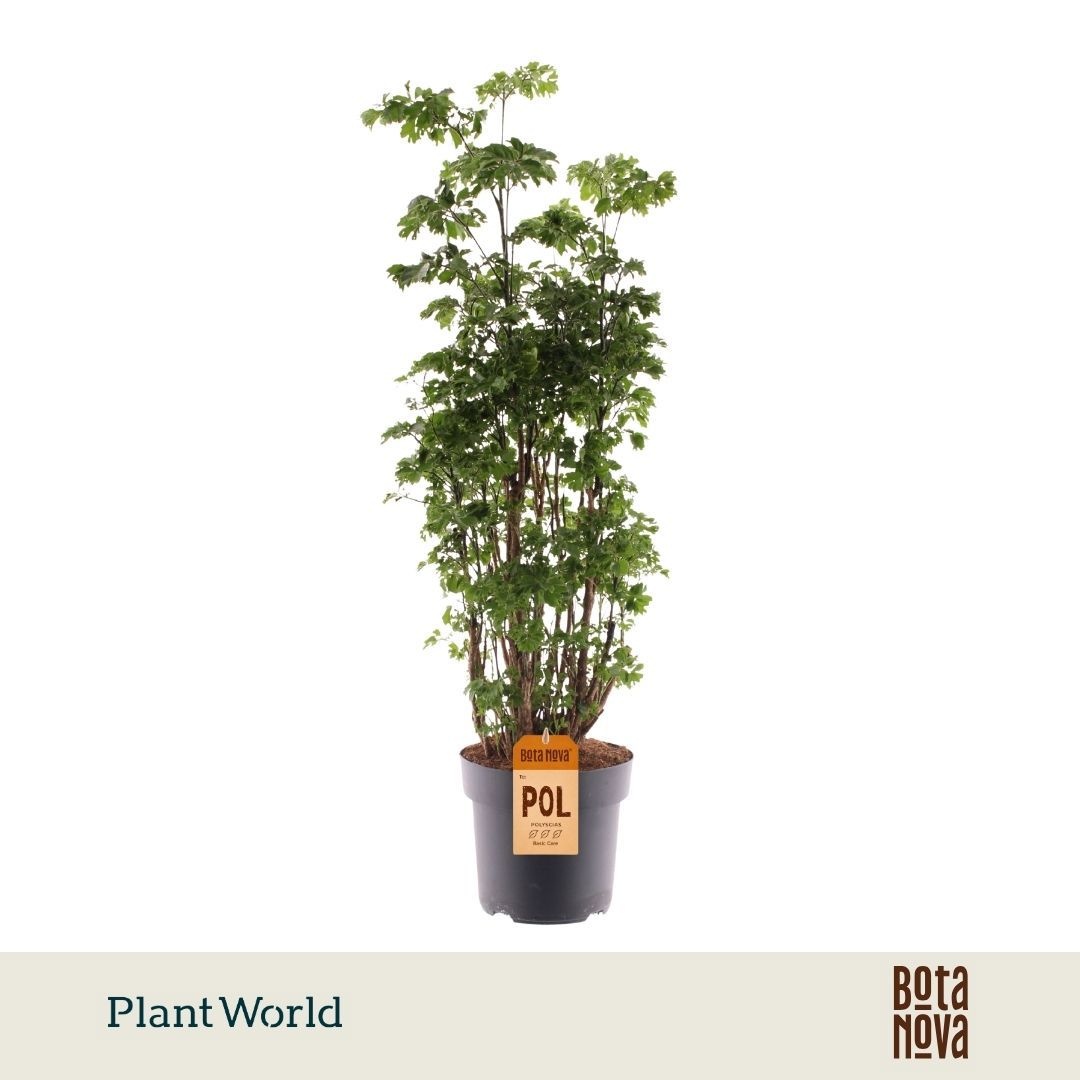 Polyscias 'Roble' vertakt