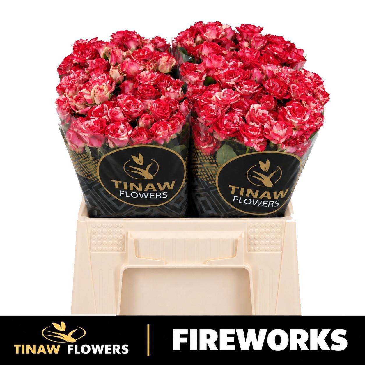 Rosa Spr Fireworks 40cm