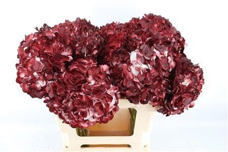 Hydrangea Painted 60cm 18Ø