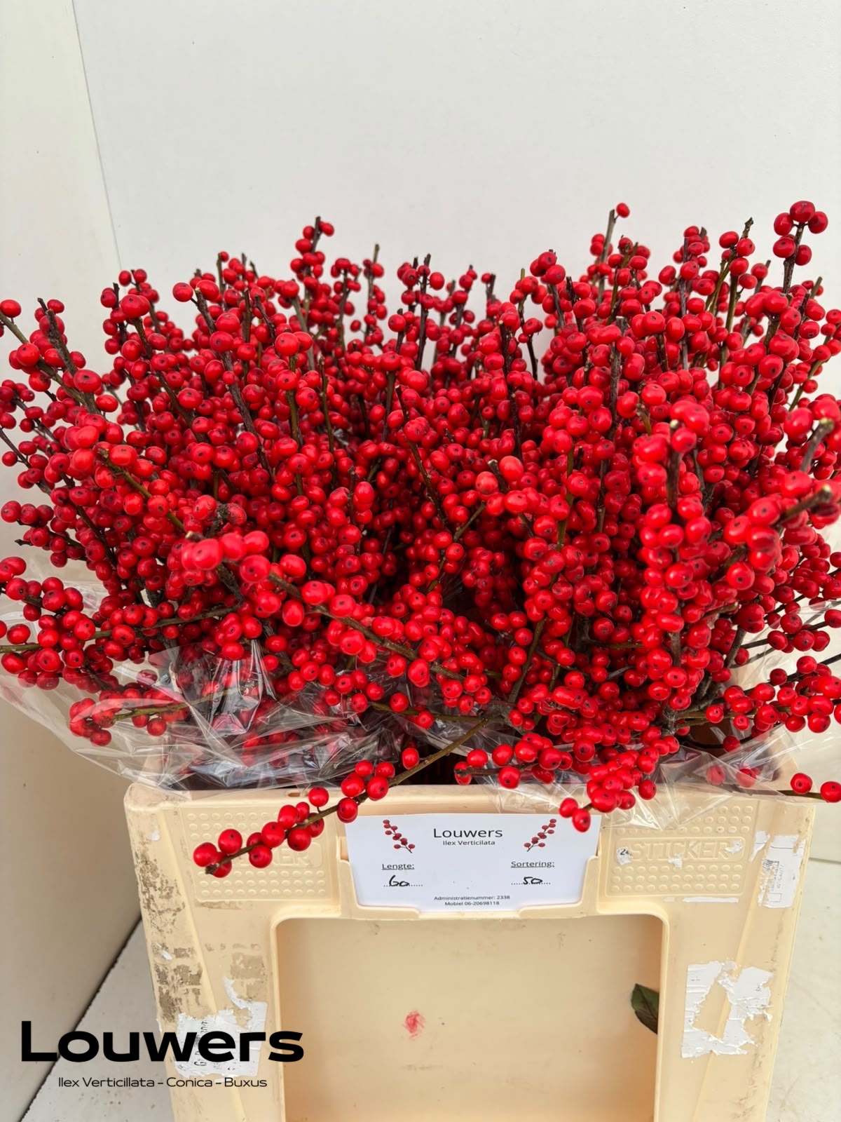 Ilex Verticlilata 60cm