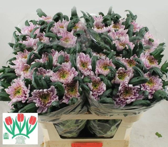 Chrys Single Rossano 70cm 80gram