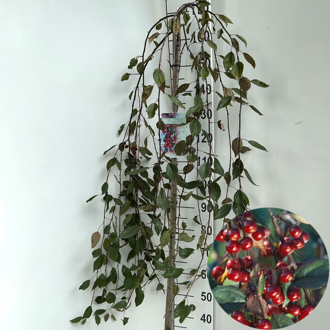 Malus 'Royal Beauty' stam