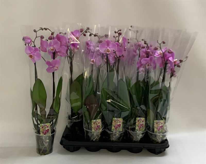 Phal Ov Roze 12Ø 60cm