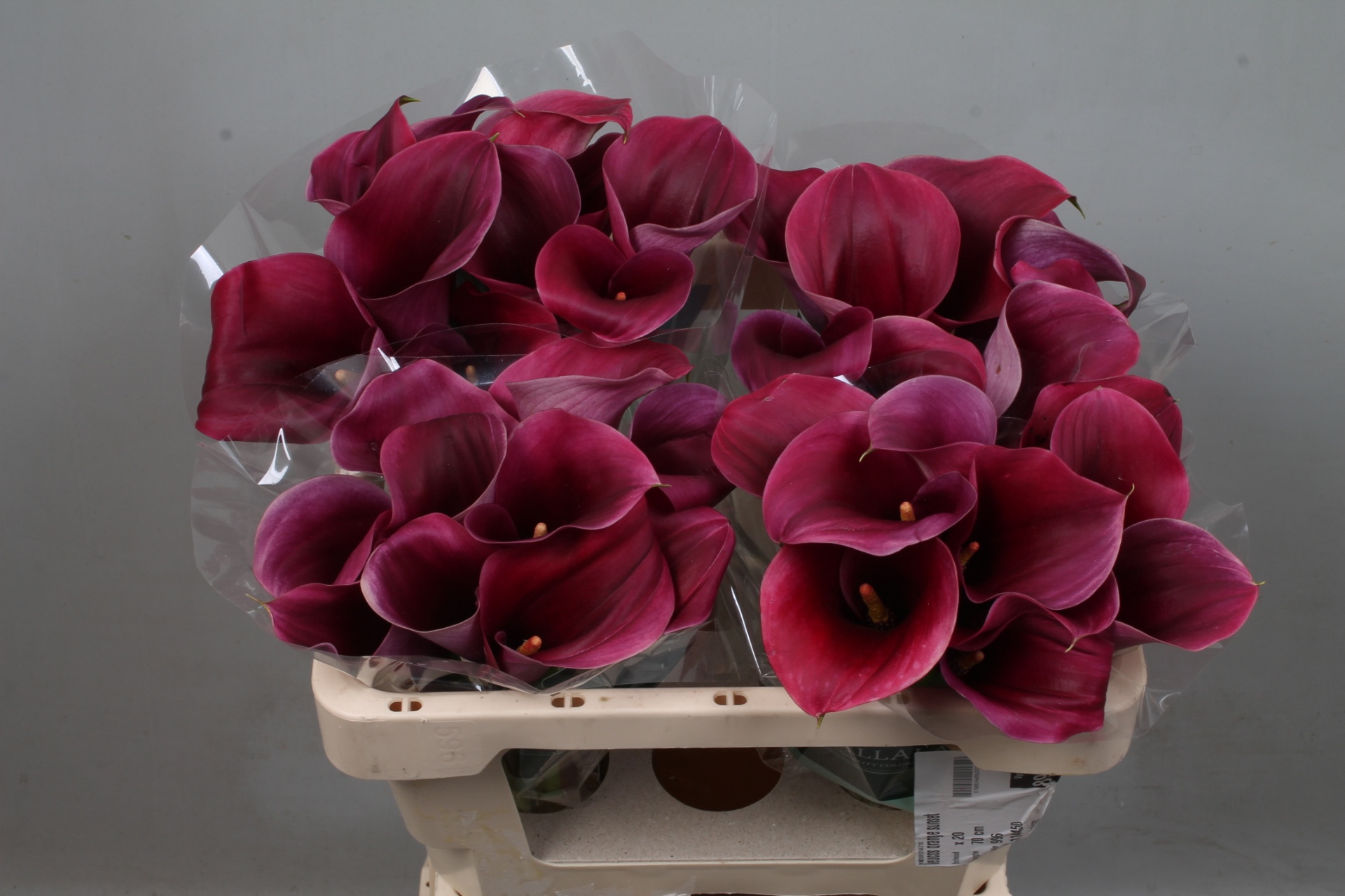 Calla Capt Promise 50cm