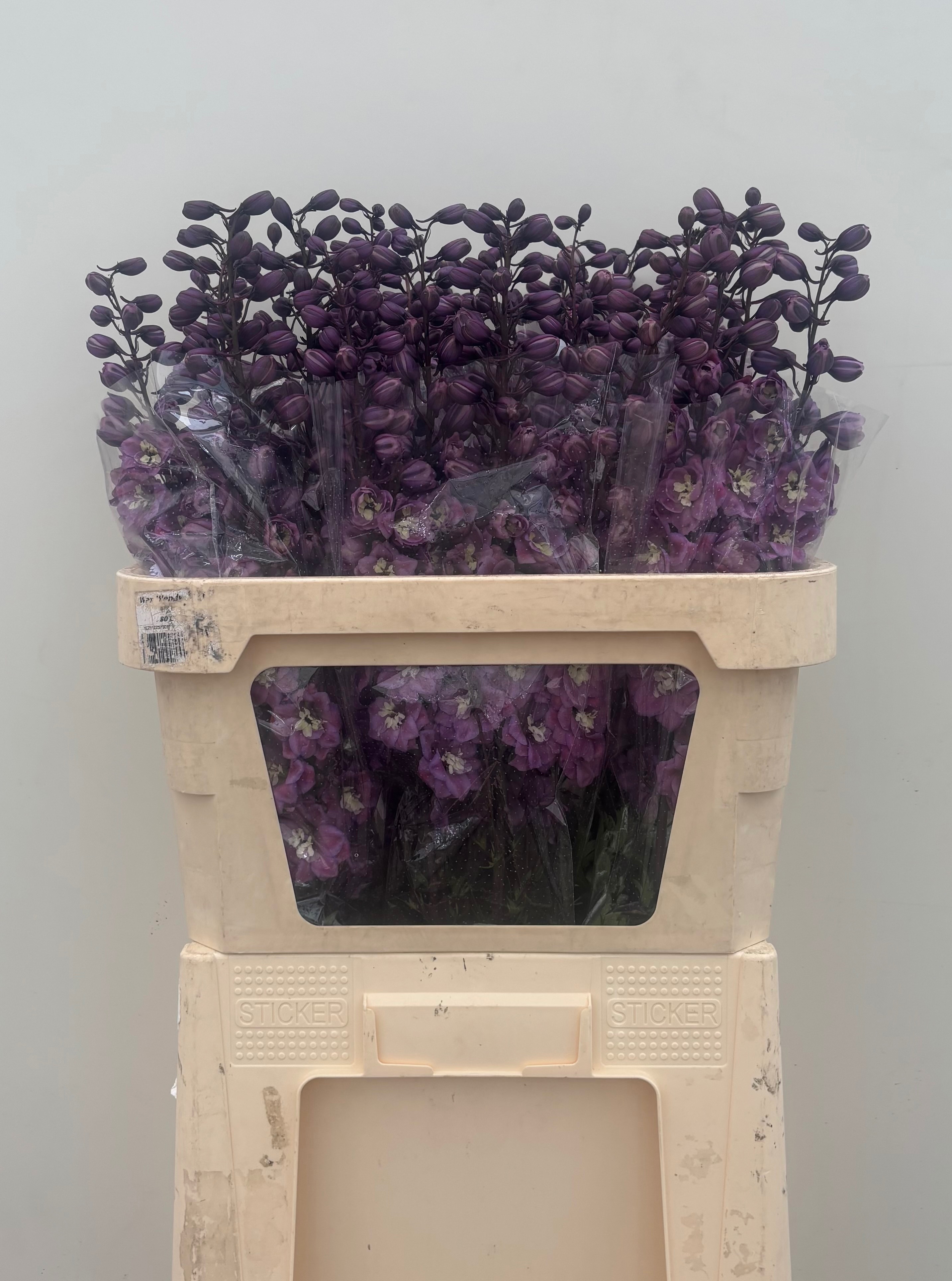 Delphinium El Dewi Pink Floyd 80cm