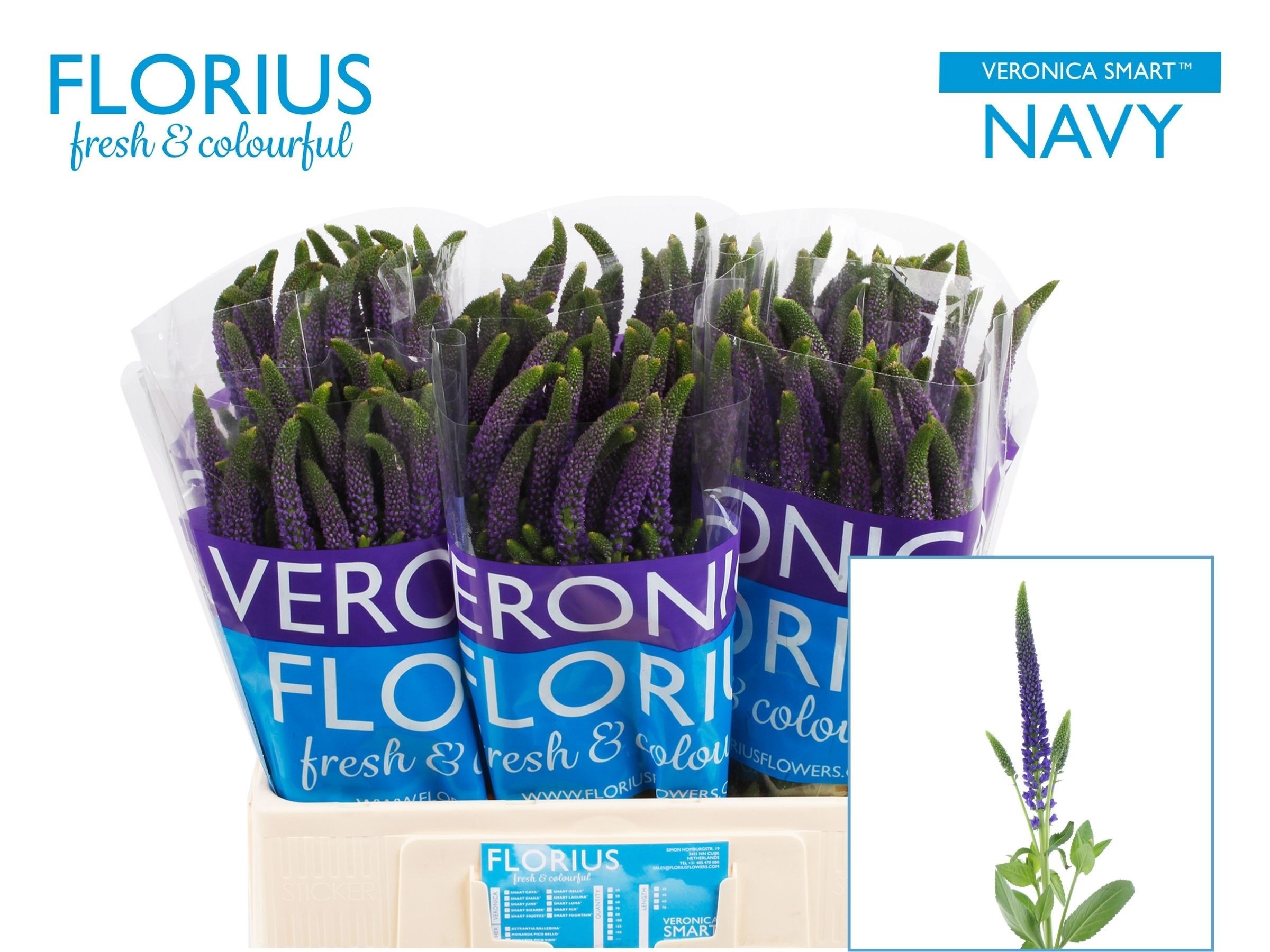 Veron Smart Navy 60L.cm 23bloei
