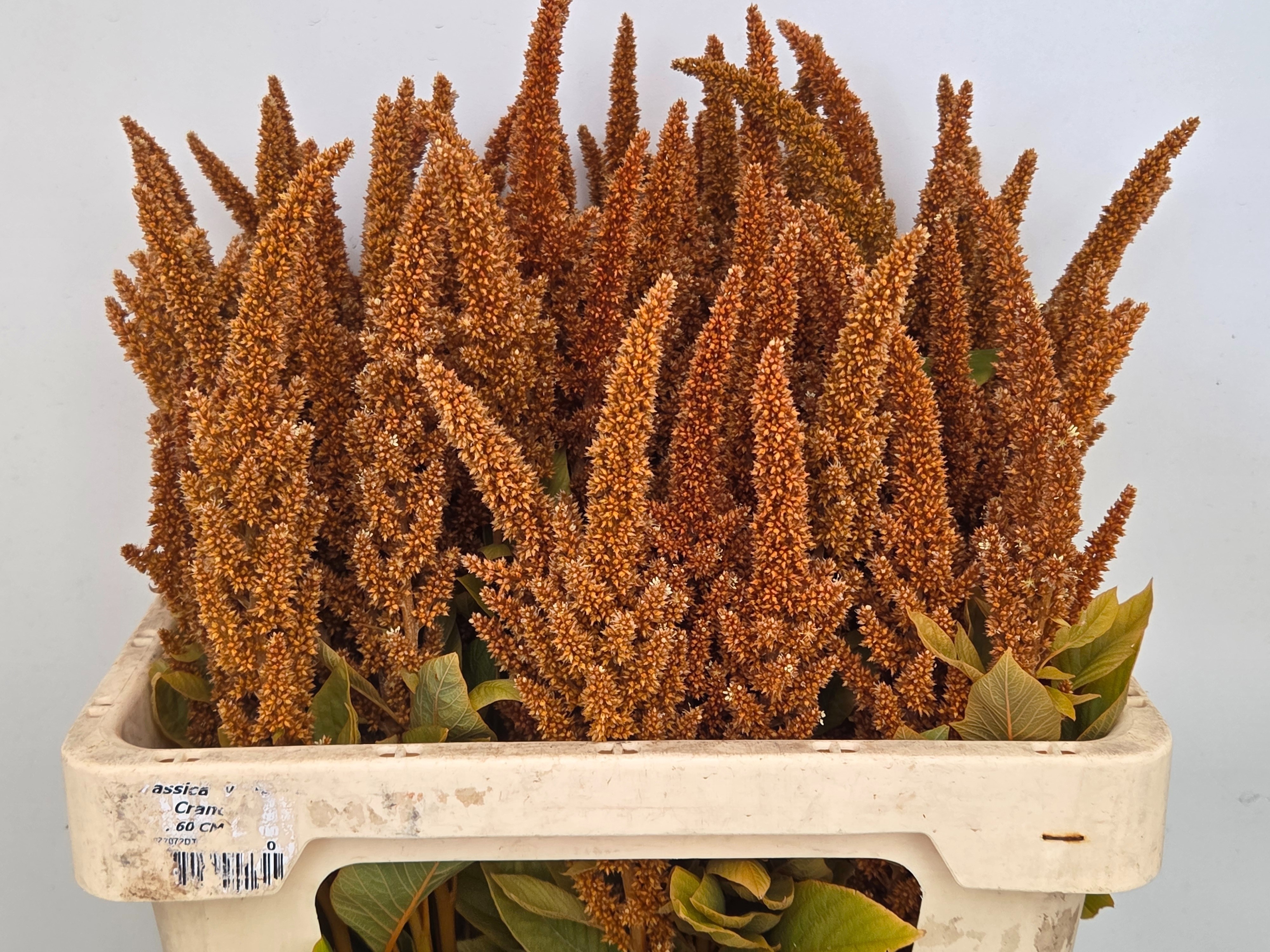 Amaranthus Hot Biscuits 60cm