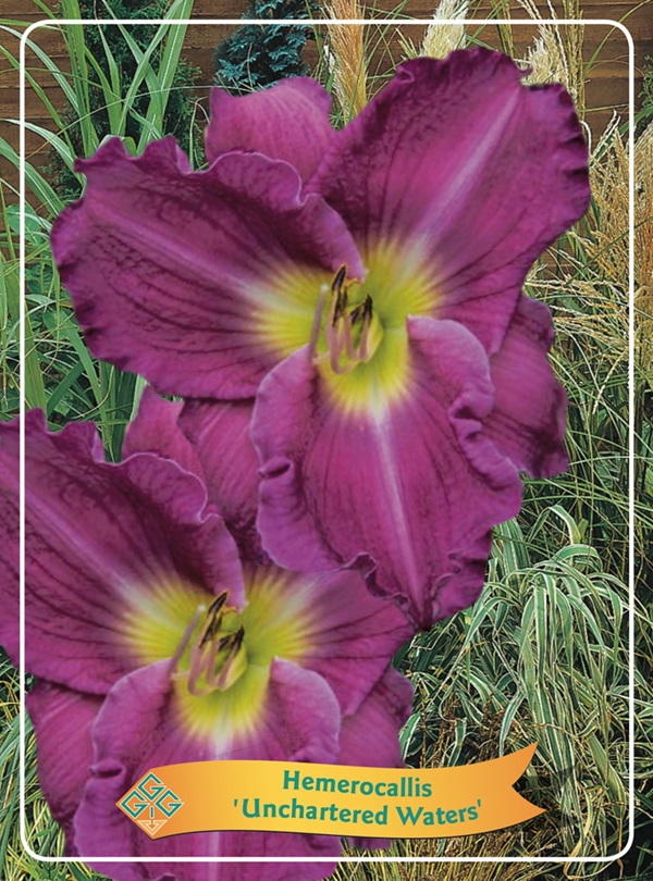 Picture of Hemerocallis Mix 6x10 srt. per shelve P11