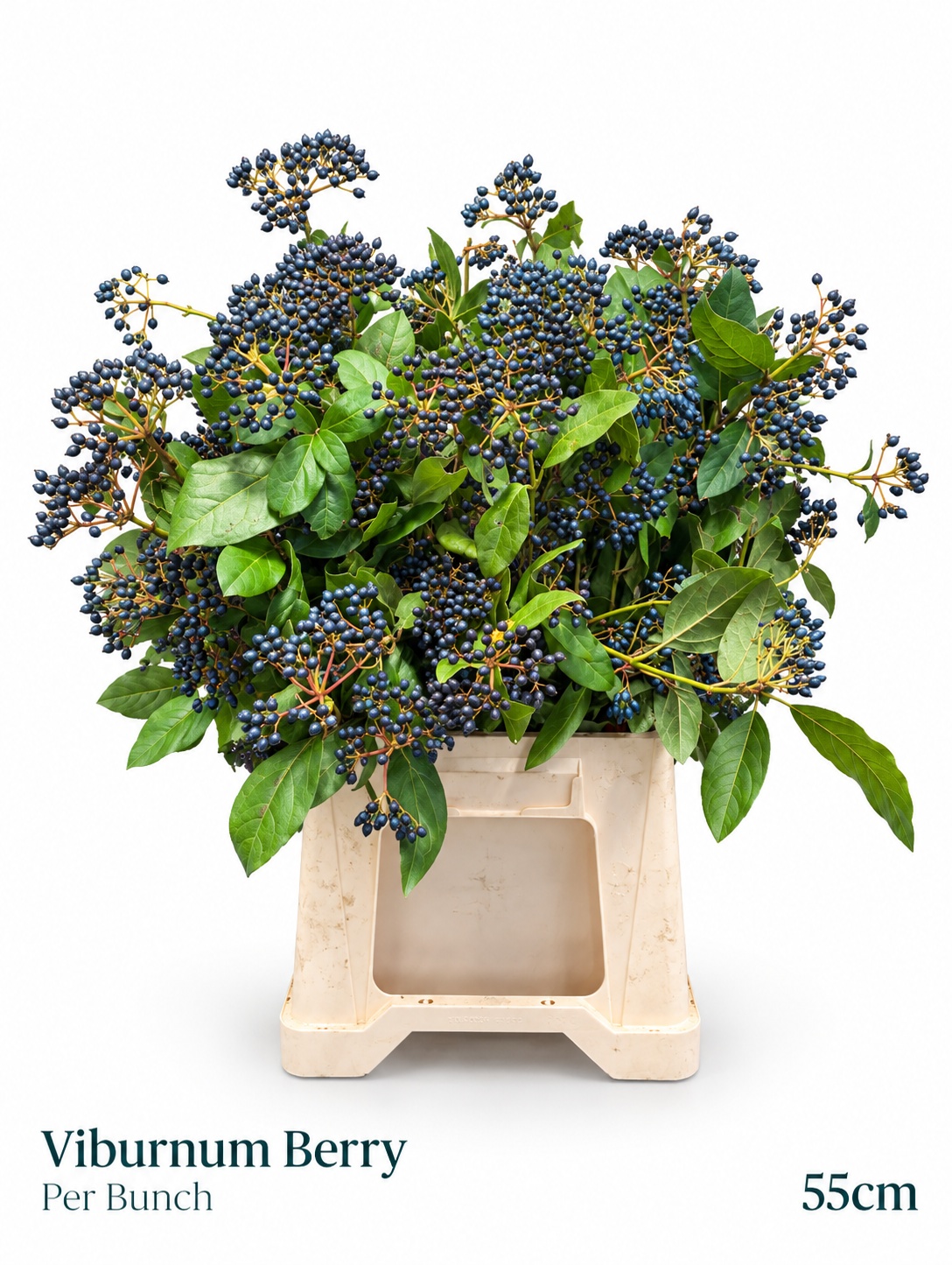Viburnum Met Bes Bos 55L.cm 12bloei