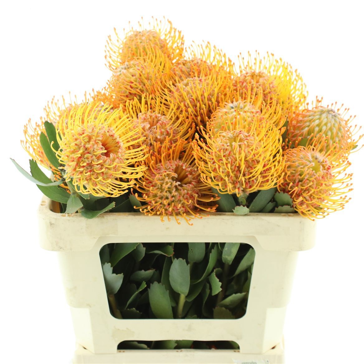 Leuco Soleil