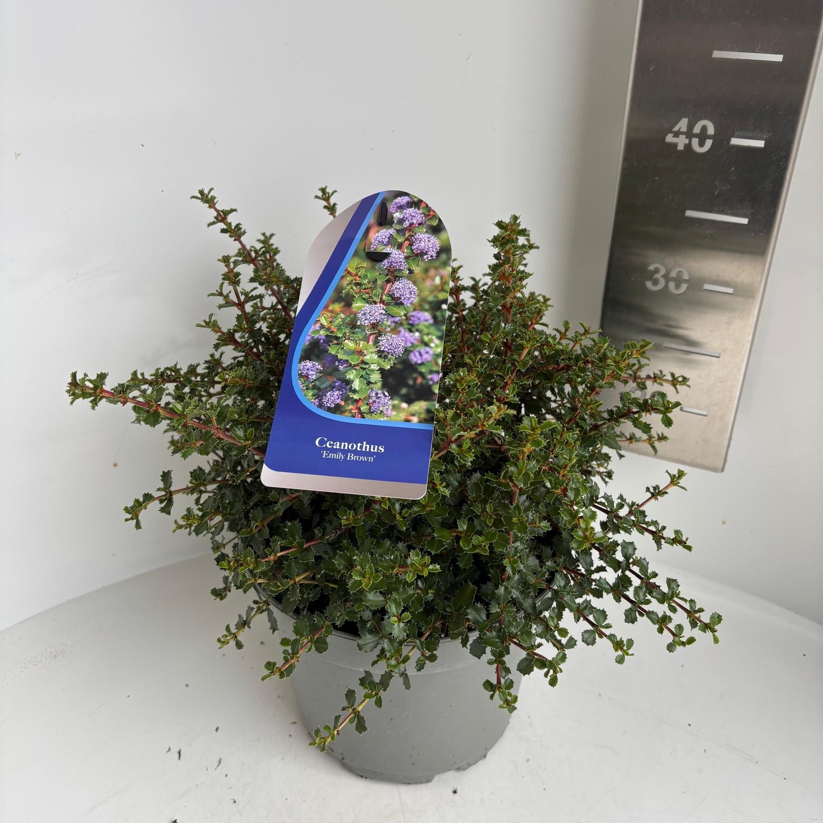 Ceanothus 'Emily Brown'