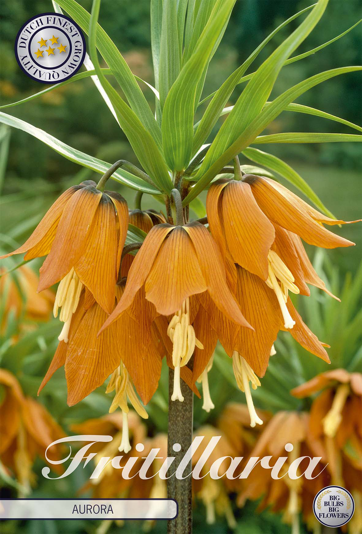 Fritillaria Bol