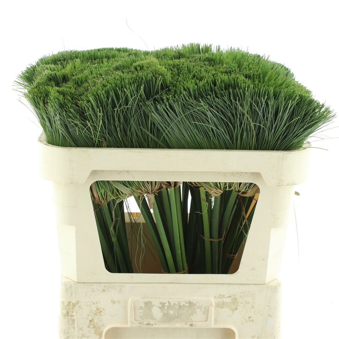 Cyperus Papyrus St 70cm