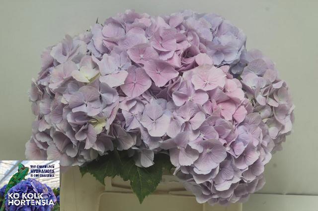 Hydrangea Verena Blue 40cm 18Ø