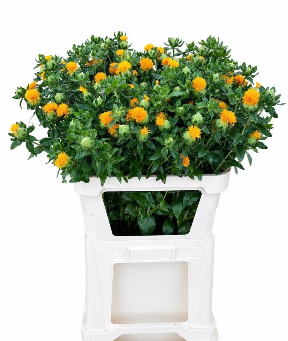 Carthamus T Orange Grena 80cm
