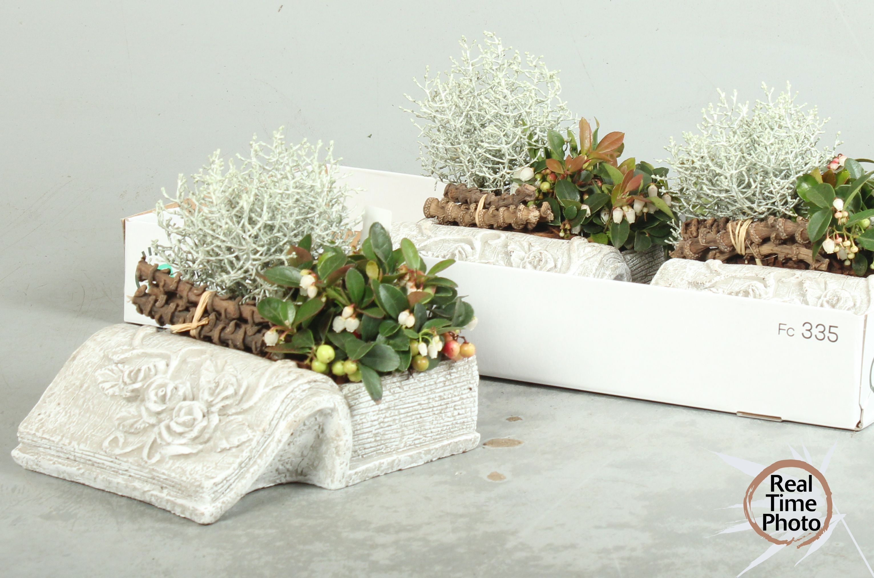 Arr Tuinplanten 23P 30cm
