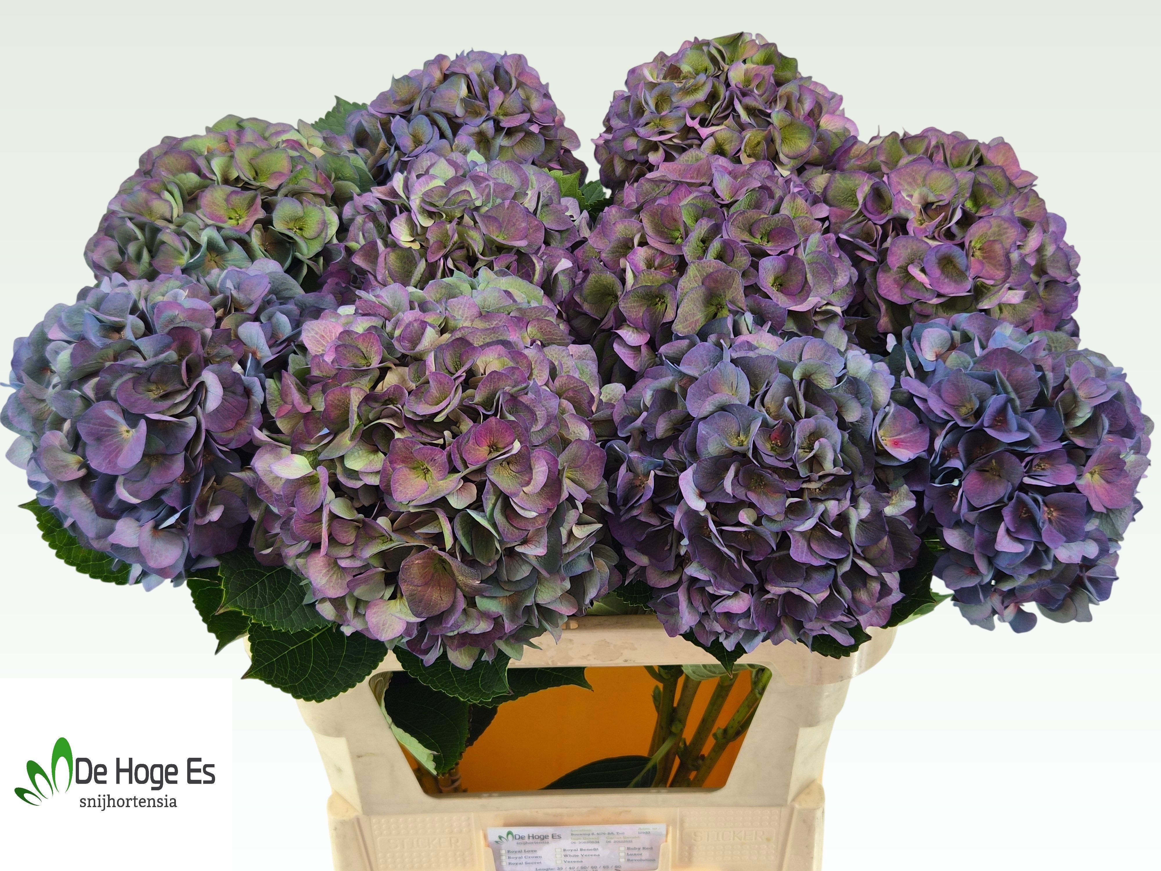 Hydrangea Royal Crown Classic 80cm 21Ø