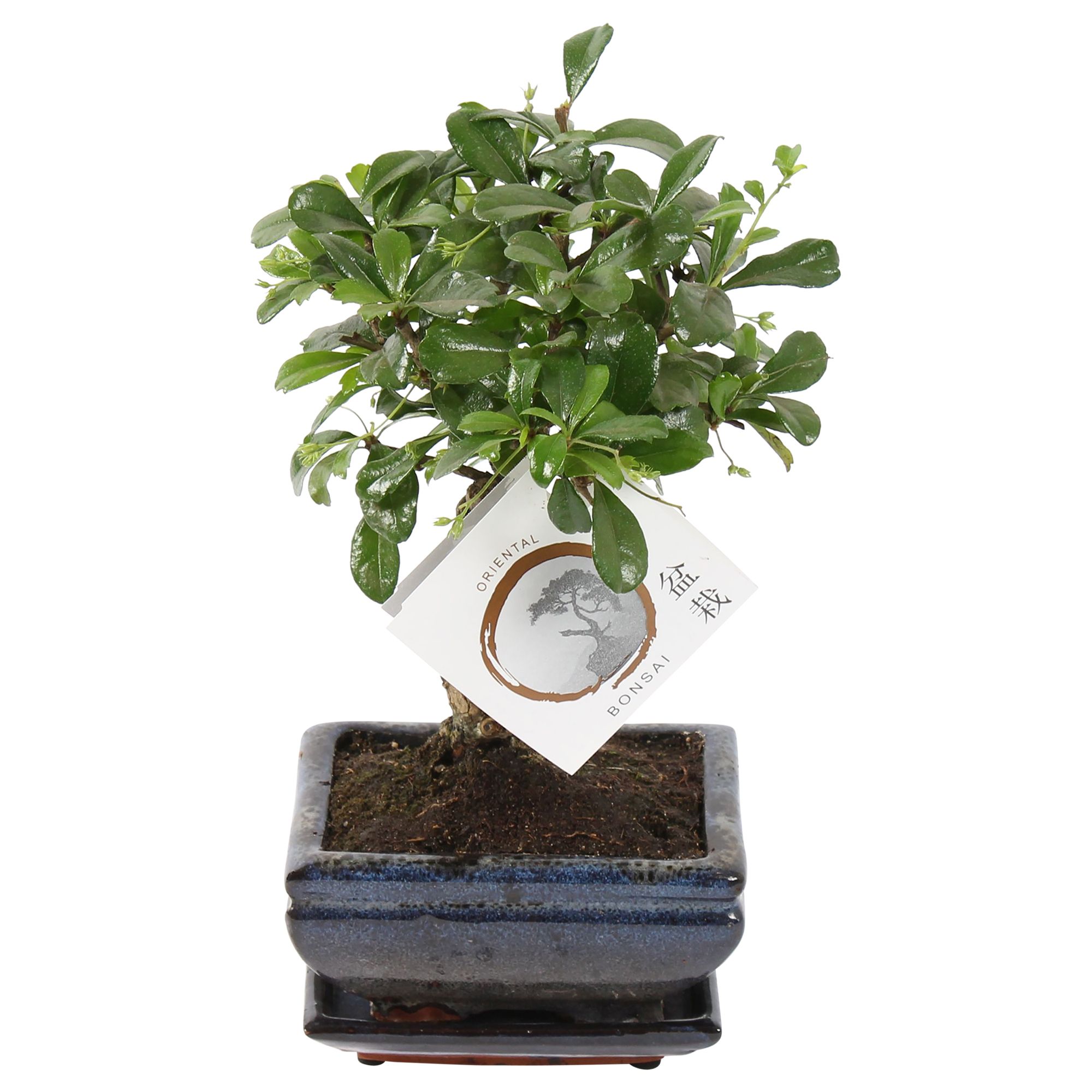 Carmona retusa Bonsai | Hamiplant