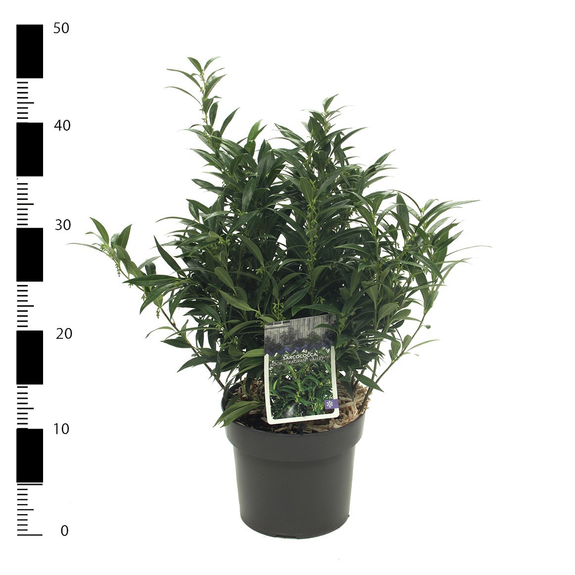 Picture of sarcococca 'Fragrant Valley' (Sarsid3) PBR