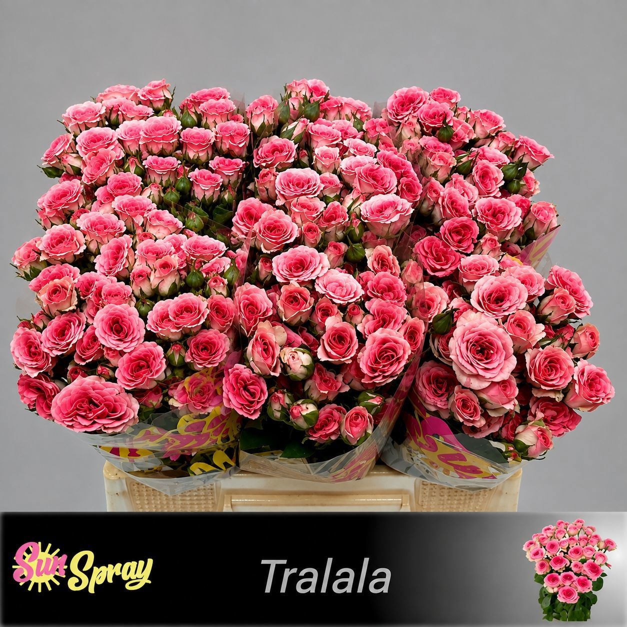 Rosa Spr Tralala 40cm