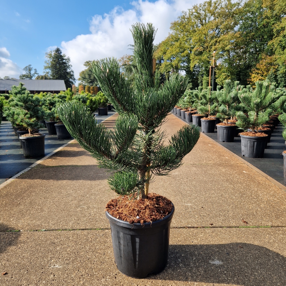 Picture of Pinus nigra Oregon Green C11 40/60 (LOOSE)