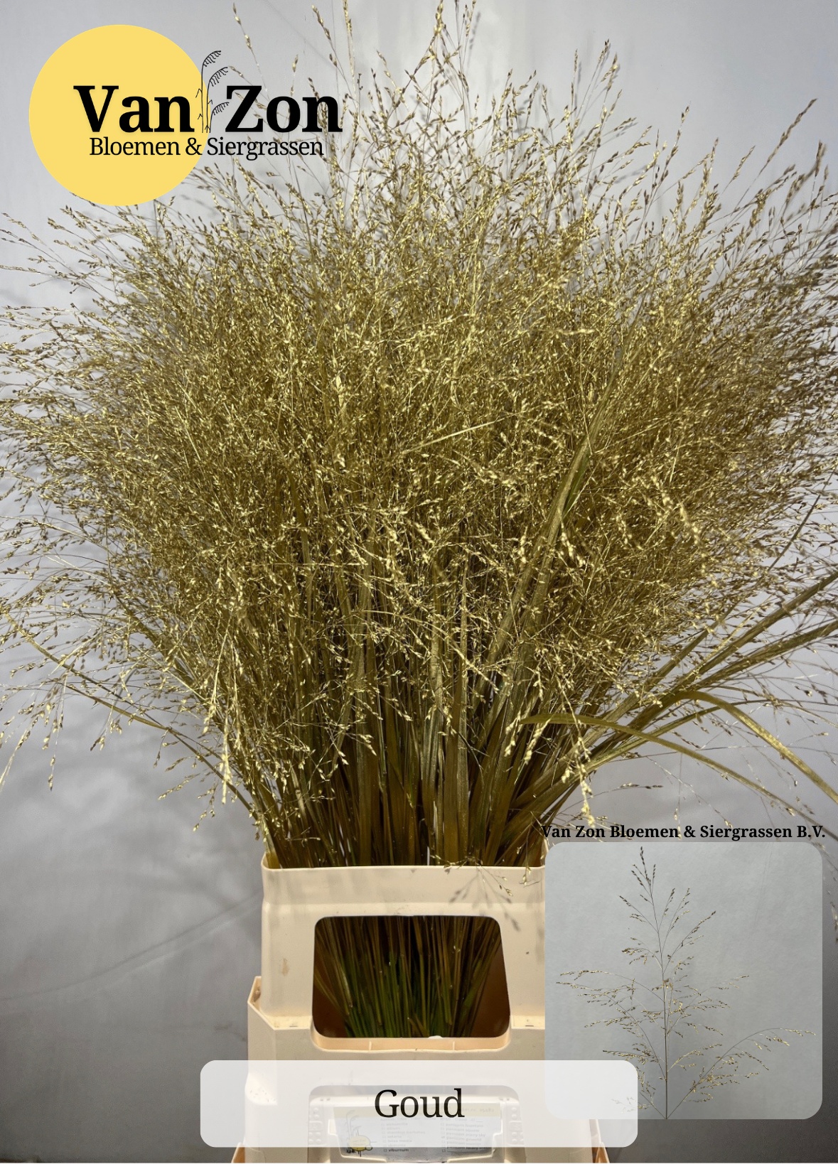 Ornamental Grass Painted (PANICUM)