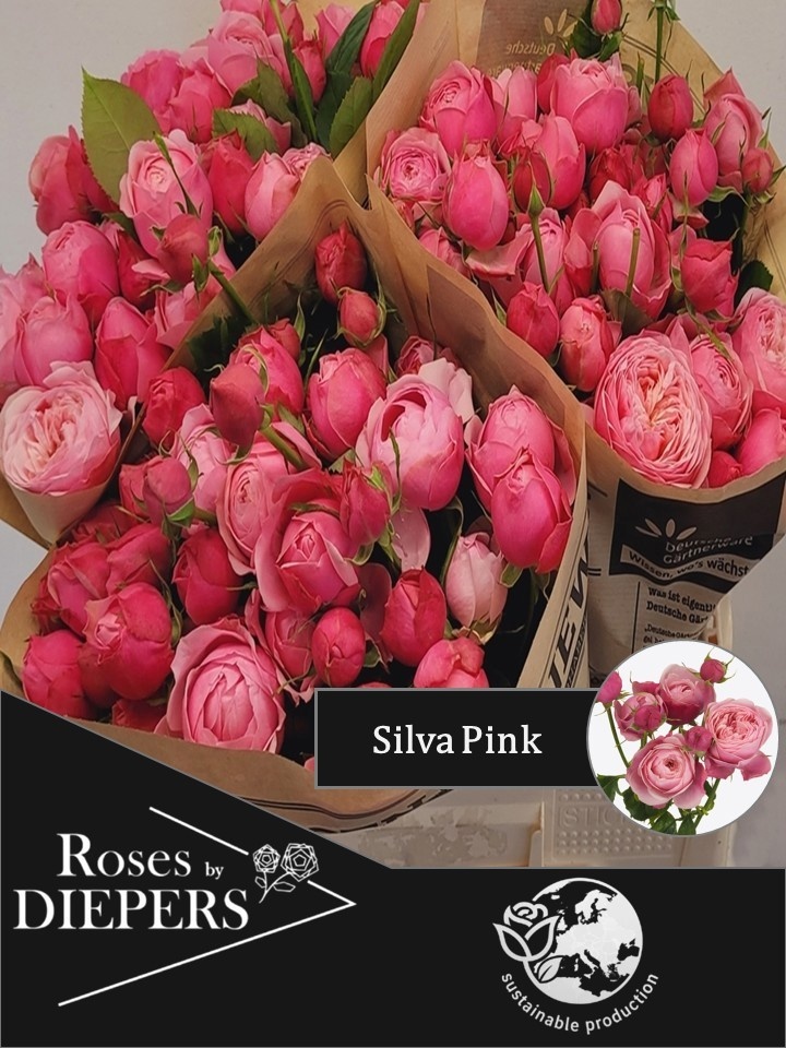 R Tr Silva Pink+