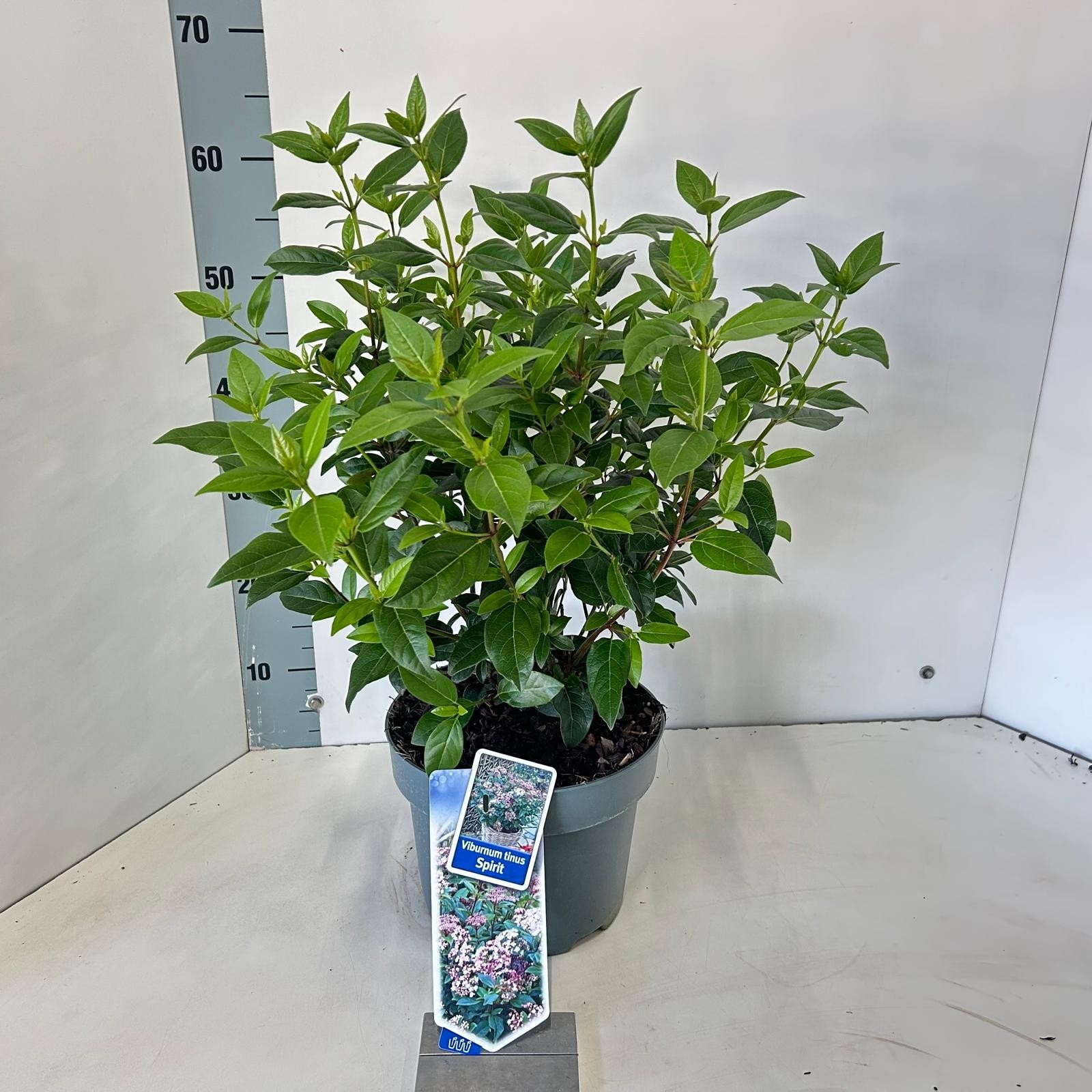 Picture of Viburnum tinus Spirit ('Anvi'PBR)