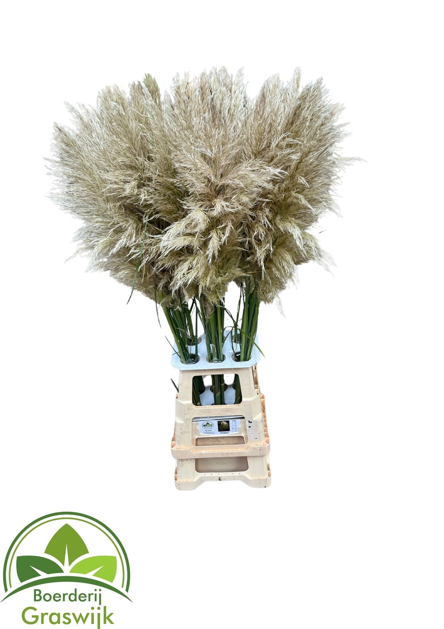 Cortaderia 120cm