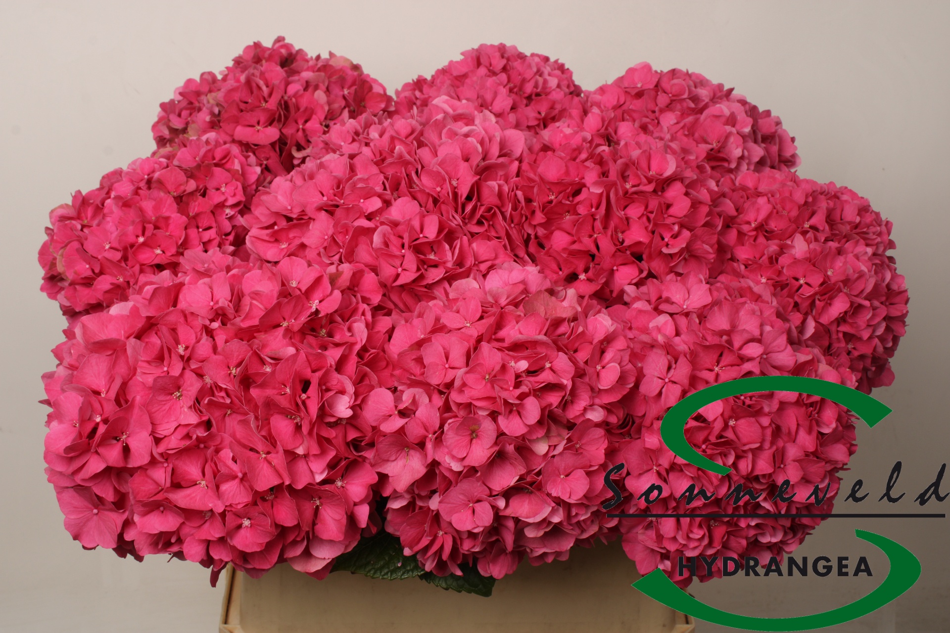 Hydrangea Glowing Alps Pink 80cm 20Ø