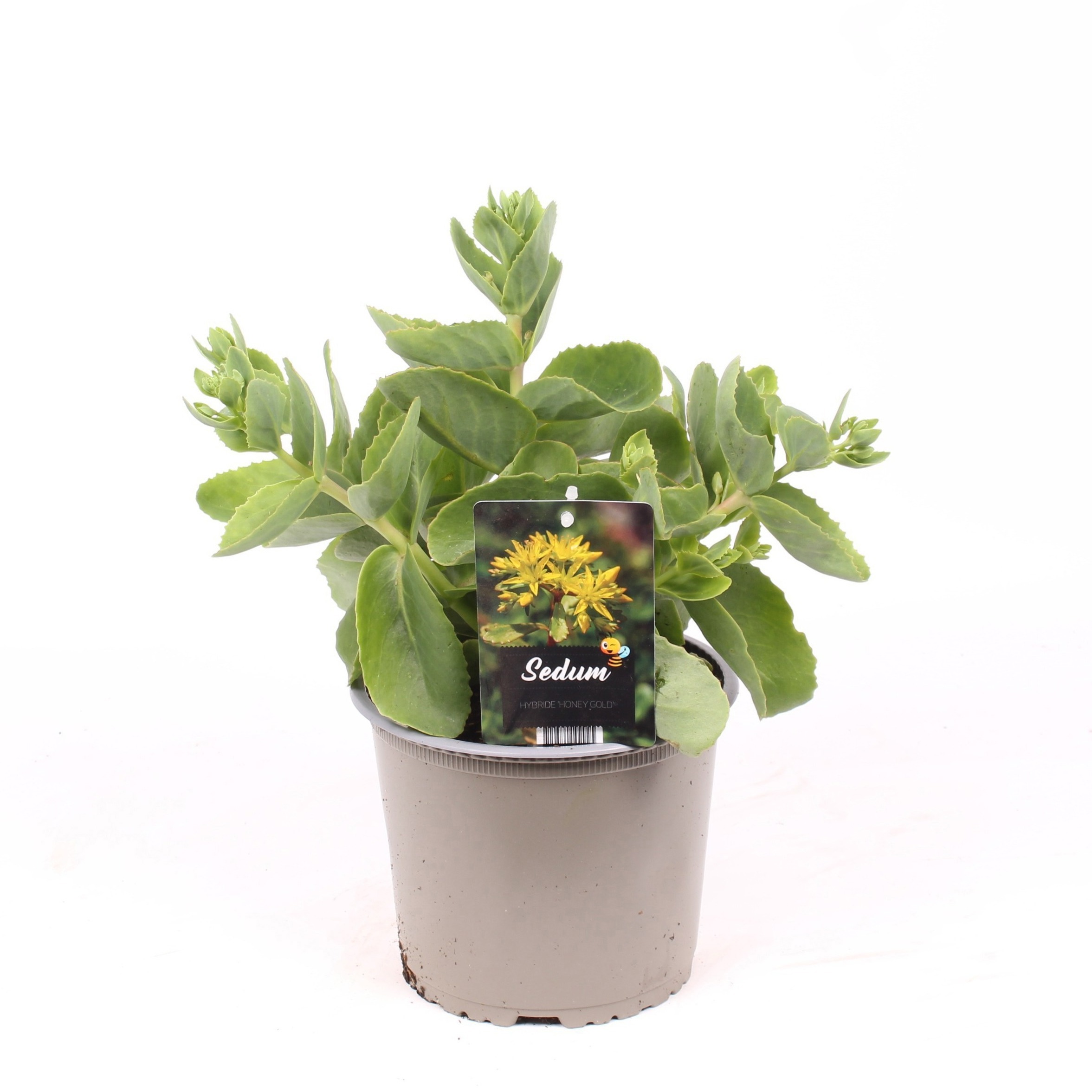 Sedum hybride 'Honey Gold'