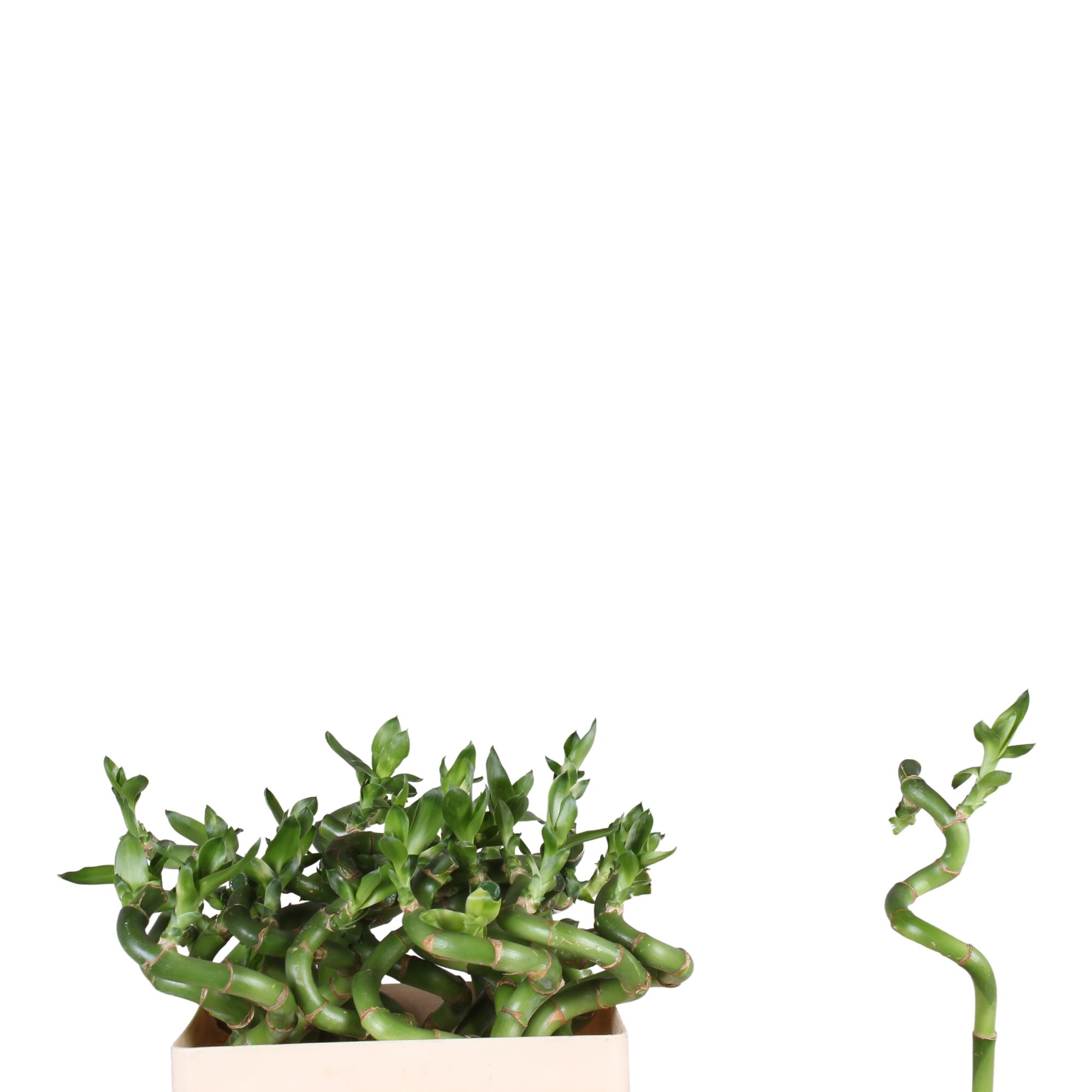 Drac S Lucky Bamboo