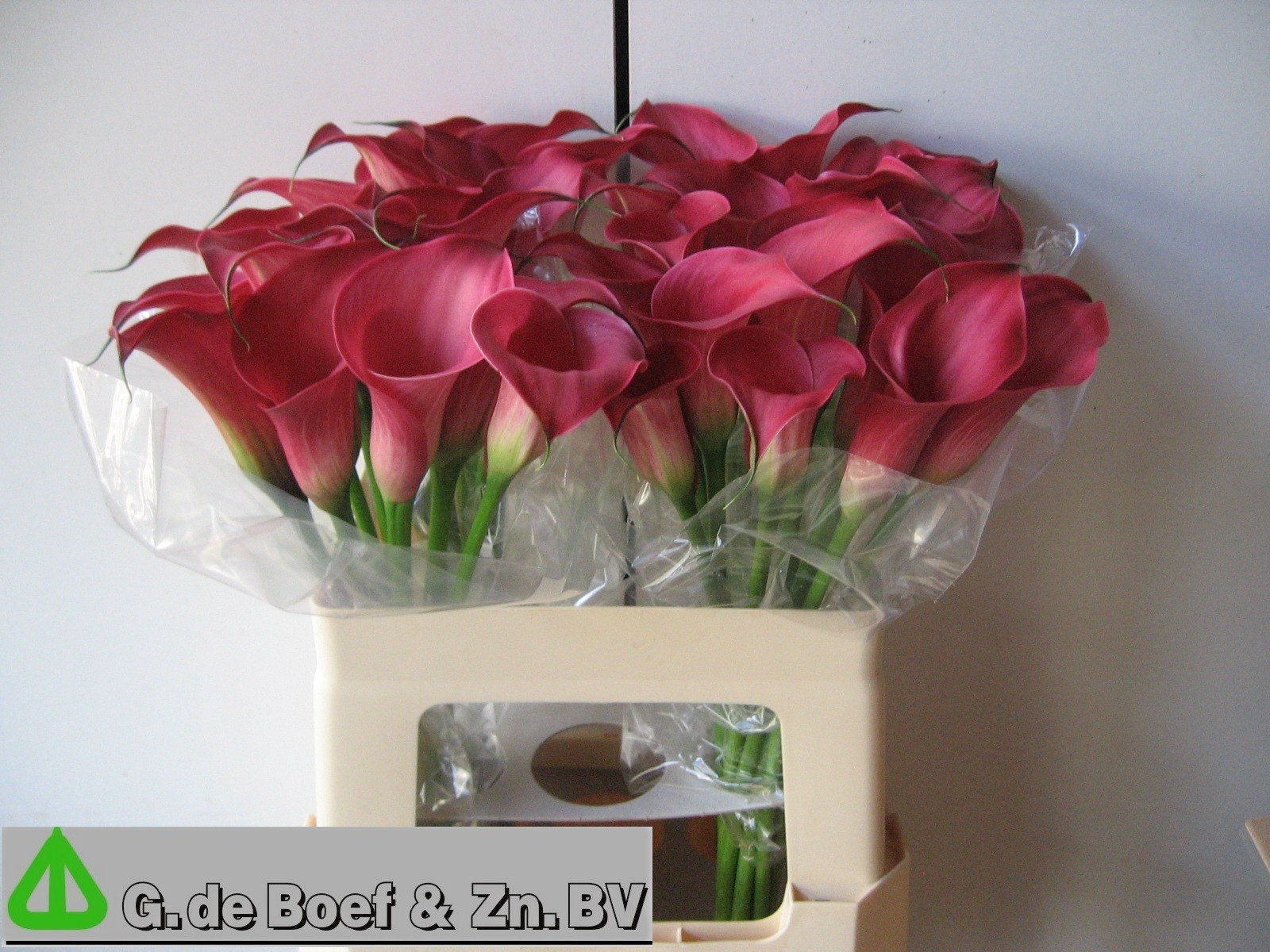 Calla Nashville 55cm