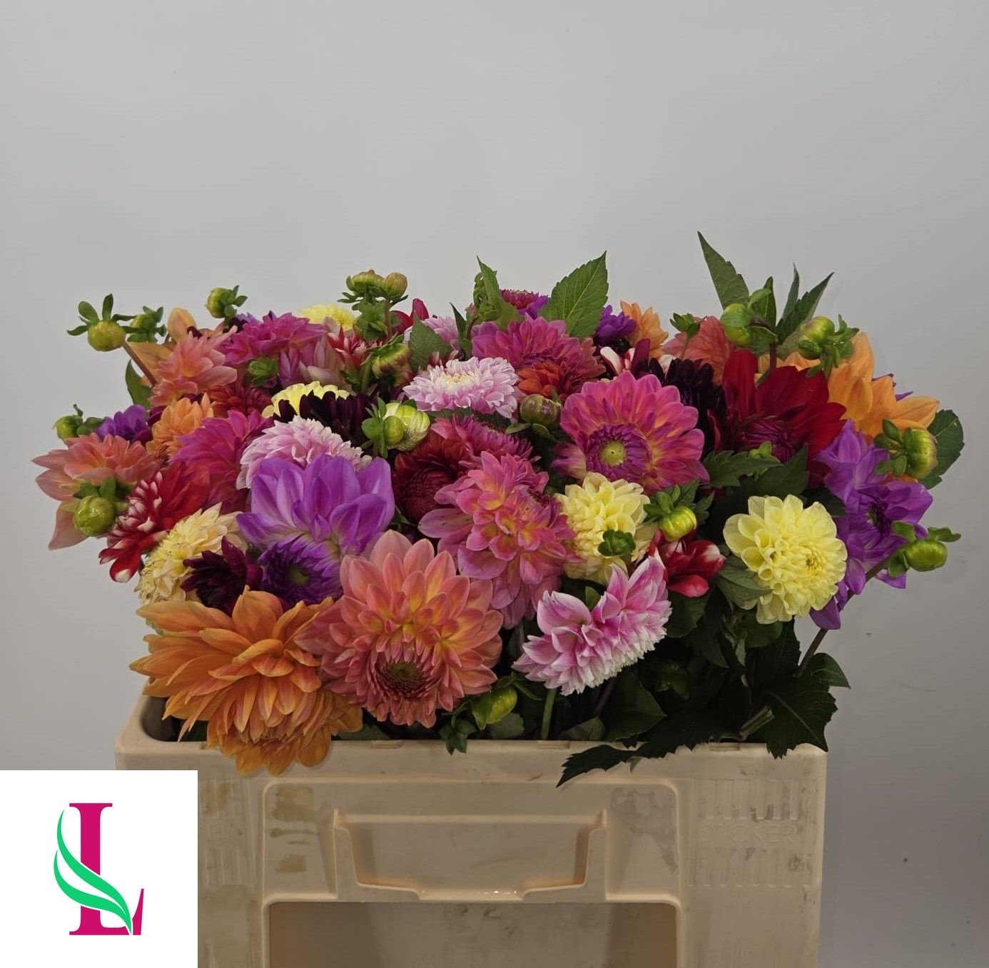 Dahlia Rainbow 50cm