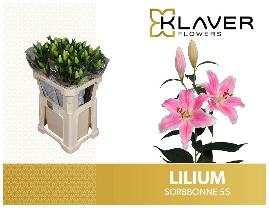 Lilium Or Sorbonne 90cm 5/7bl