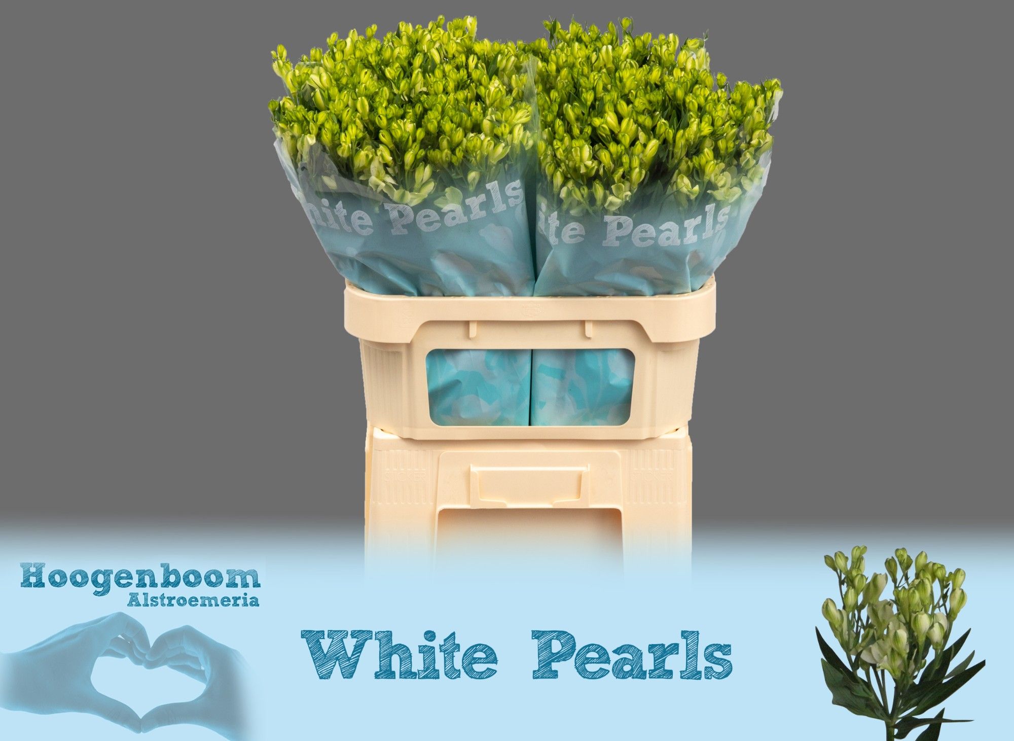 Alstr Fl Whi Pearls