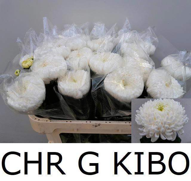 Chr G Kibo 70cm 100gram