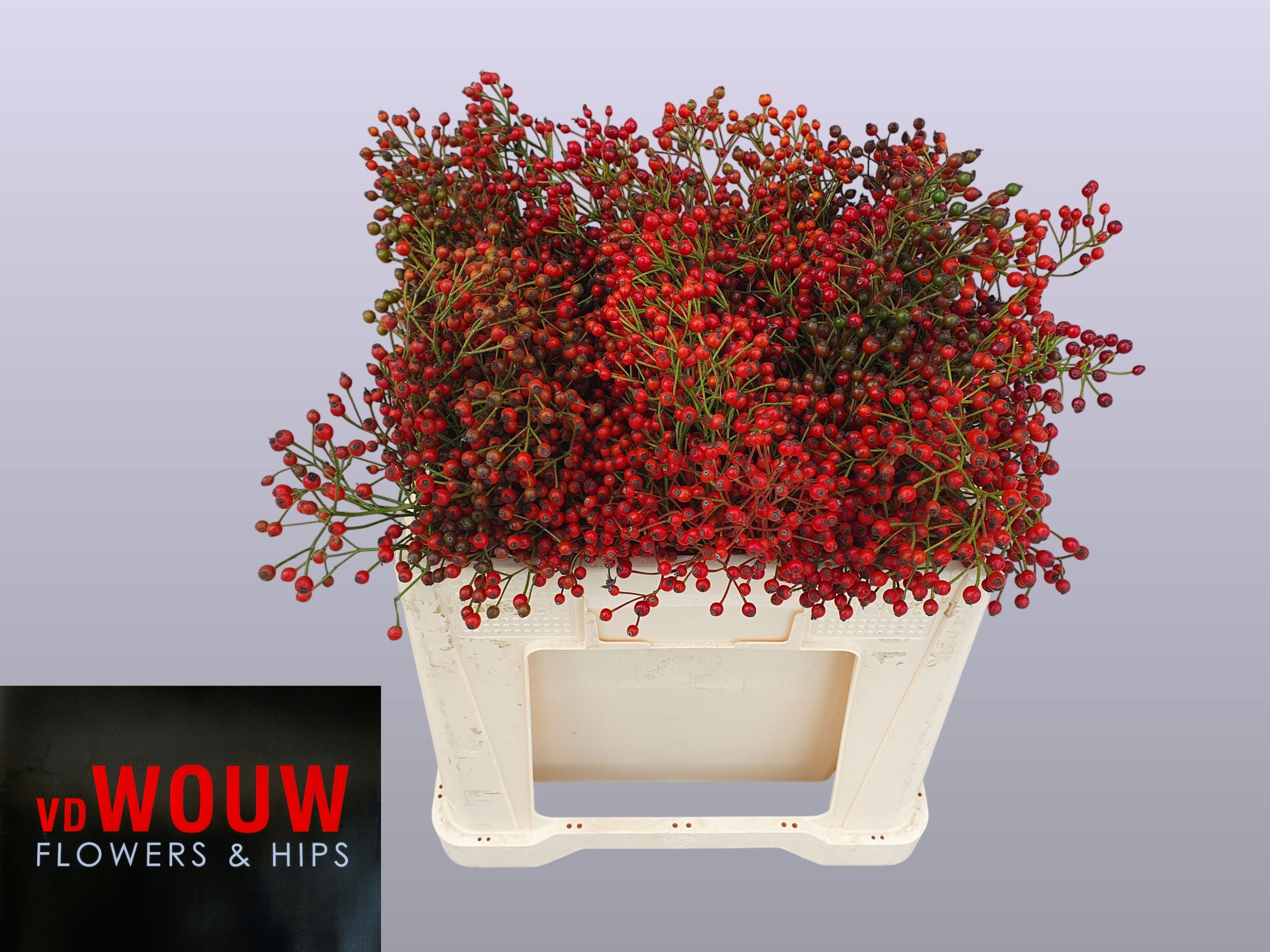 Rosa Plenty 50cm