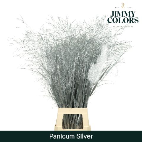 Panicum L90 Mtlc. Silver