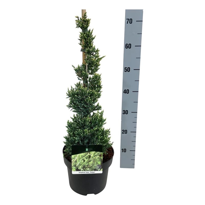 Picture of Juniperus sq. 'Holger'