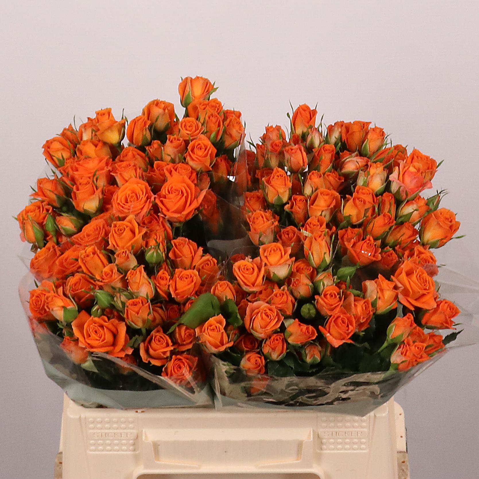 Rosa Spr Picanto 40cm