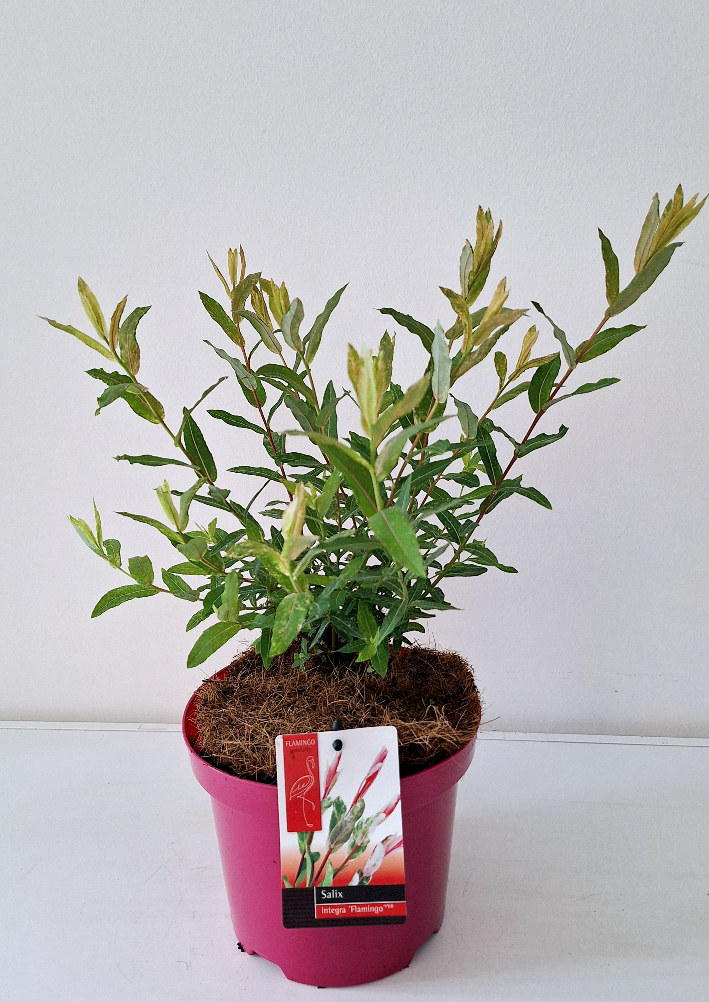 Picture of Salix Flamingo bush P19 Pink pot