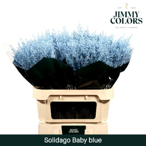 Solidago L70 Light Blue
